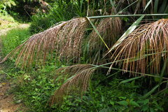 Miscanthus floridulus