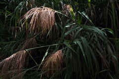 Miscanthus floridulus