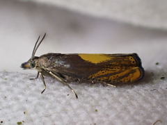 Dichrorampha flavidorsana