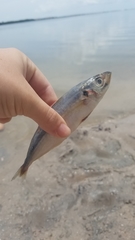 Decapterus