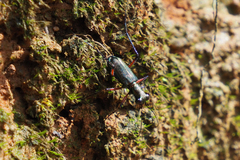 Heptodonta posticalis