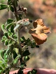 Dodonaea vestita