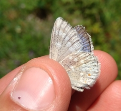 Polyommatus dorylas