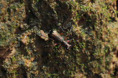 Heptodonta posticalis