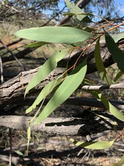 Eucalyptus normantonensis