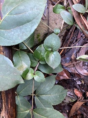 Polyscias sambucifolia