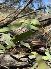 Eucalyptus normantonensis