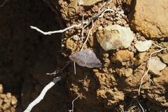 Blasticorhinus rivulosa