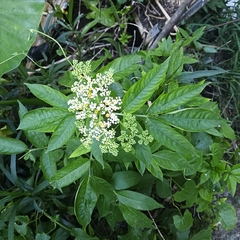Sambucus javanica