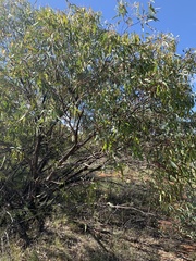 Eucalyptus normantonensis