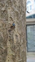 Chlaenius bioculatus