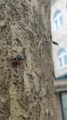 Chlaenius bioculatus