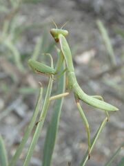 Trachymantis dentifrons