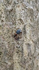 Chlaenius bioculatus