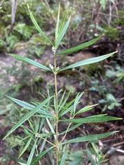Logania albiflora