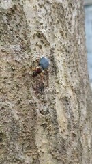 Chlaenius bioculatus