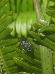 Elasmoscelis perforata