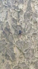 Chlaenius bioculatus