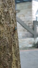 Chlaenius bioculatus