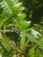 Elasmoscelis perforata