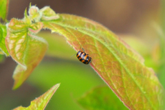 Cryptocephalus trifasciatus