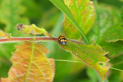 Cryptocephalus trifasciatus