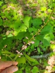 Hylodesmum glutinosum