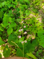 Hylodesmum glutinosum