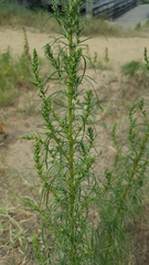 Artemisia campestris caudata