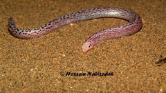 Zarudnyi's Worm Lizard photo 2