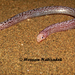Zarudny's Worm Lizard - Photo (c) hossein_nabizadeh, some rights reserved (CC BY-NC)