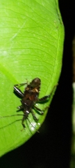 Acanthocoris sordidus