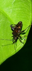 Acanthocoris sordidus