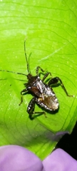 Acanthocoris sordidus