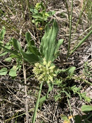 Asclepias lanuginosa
