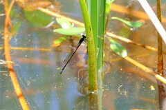 Pseudagrion commoniae