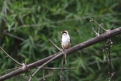 Microhierax caerulescens