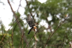 Microhierax caerulescens