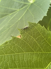Aphrastus taeniatus