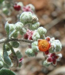 Chenopodium curvispicatum