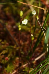 Drosera rotundifolia