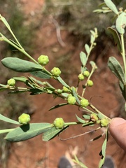 Phyllanthus maderaspatensis