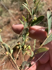Phyllanthus maderaspatensis
