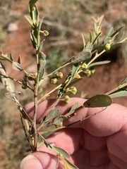 Phyllanthus maderaspatensis