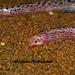 Zarudny's Worm Lizard - Photo (c) hossein_nabizadeh, some rights reserved (CC BY-NC)