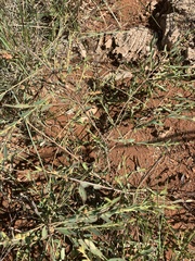 Phyllanthus maderaspatensis
