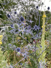 Eryngium planum