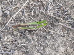 Gastrimargus marmoratus