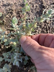 Atriplex muelleri