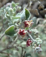 Chenopodium curvispicatum